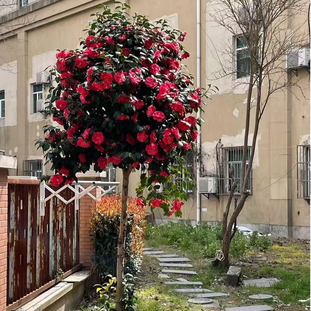 状元红 山茶花树 耐热耐寒长花期