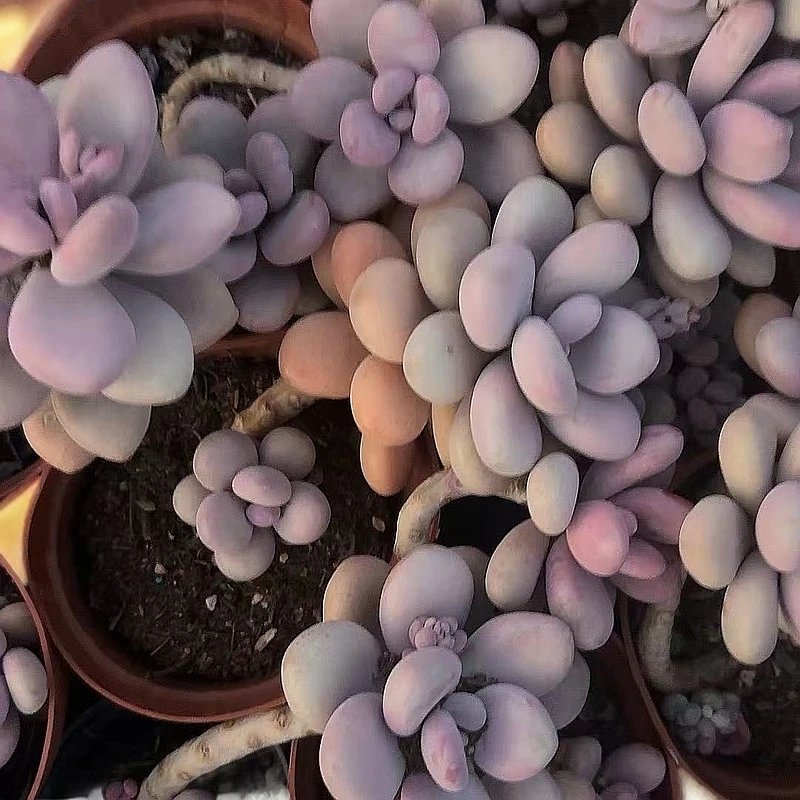 桃蛋 小谢多肉植物庭院空气耐旱上盆种植固定散光