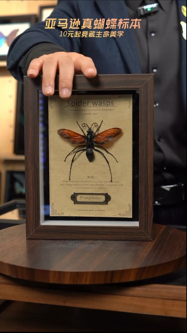 蛛蜂标本8寸复古框
