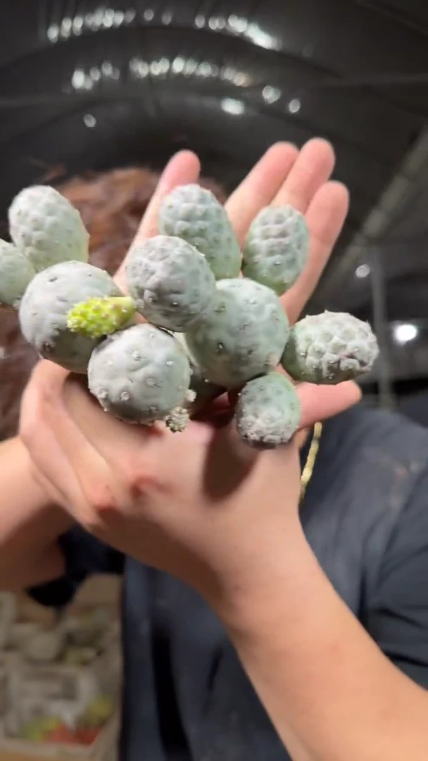 7-15头 大型习志野【无根】