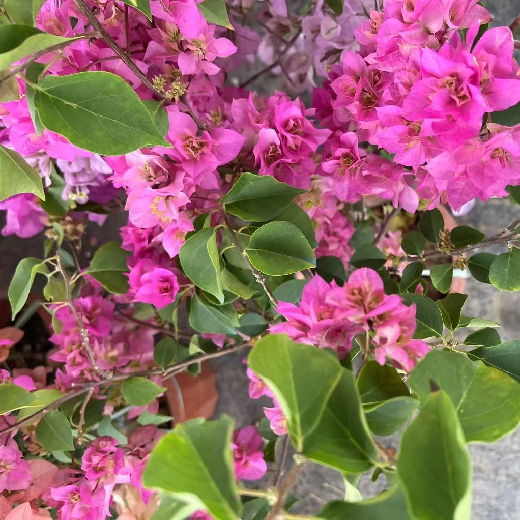 【重瓣粉】三角梅花卉勤花四季开花基地直发