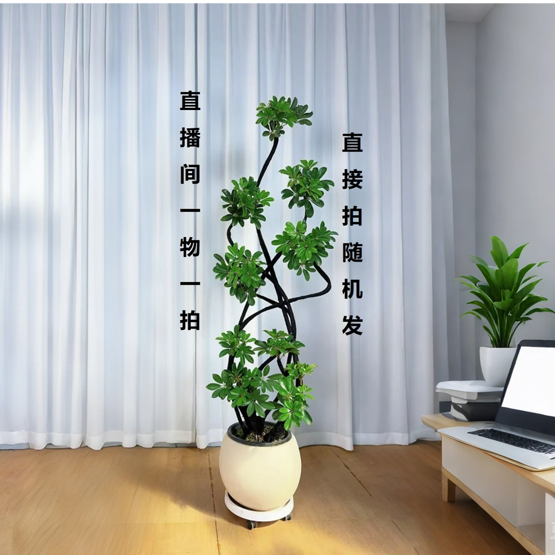 八方来财鸭脚木鸭掌木室内大型绿植老桩盆栽客厅落地植物四季常青