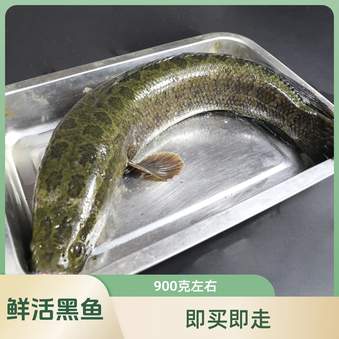 （华军生鲜）鲜活黑鱼一条约900g默认宰杀