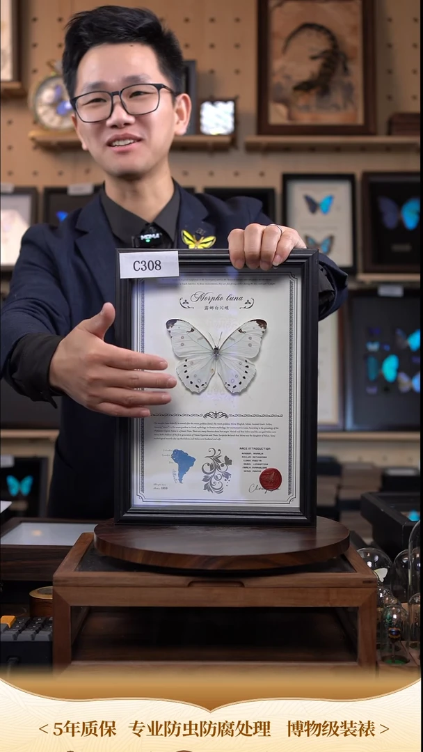 蝴蝶标本摆件竞拍露娜白闪蝶c308