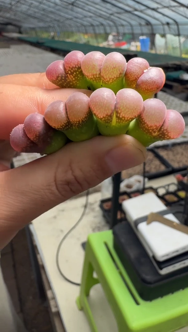 13-29多肉植物风铃一颗