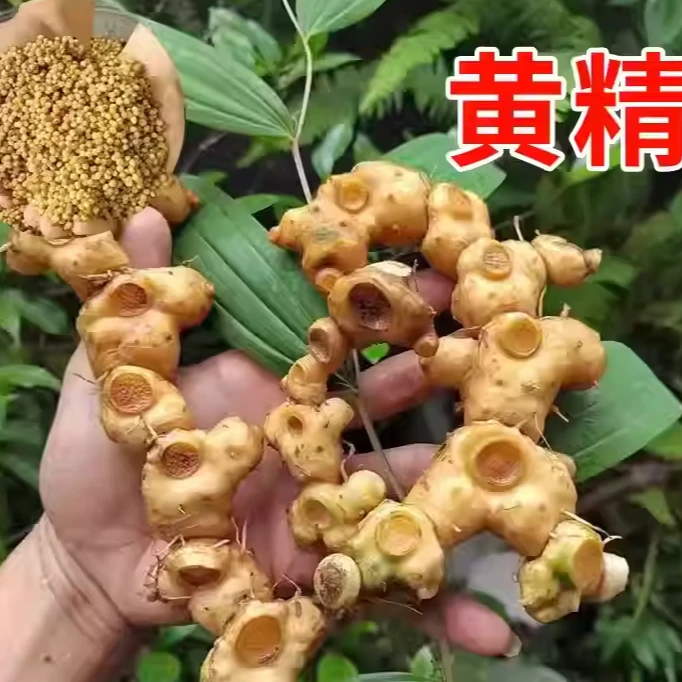 黄精种子鸡头参种籽种籽老虎姜黄精种籽黄精籽滇黄精种子四季播种