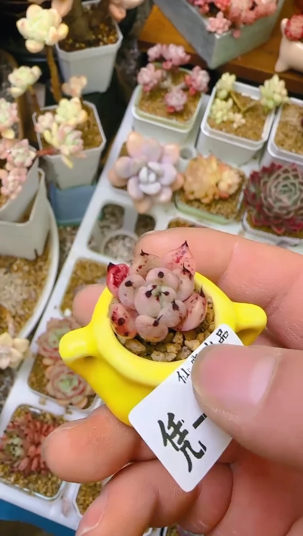 【闪购商品】凭—865—仙农（爪）带盆