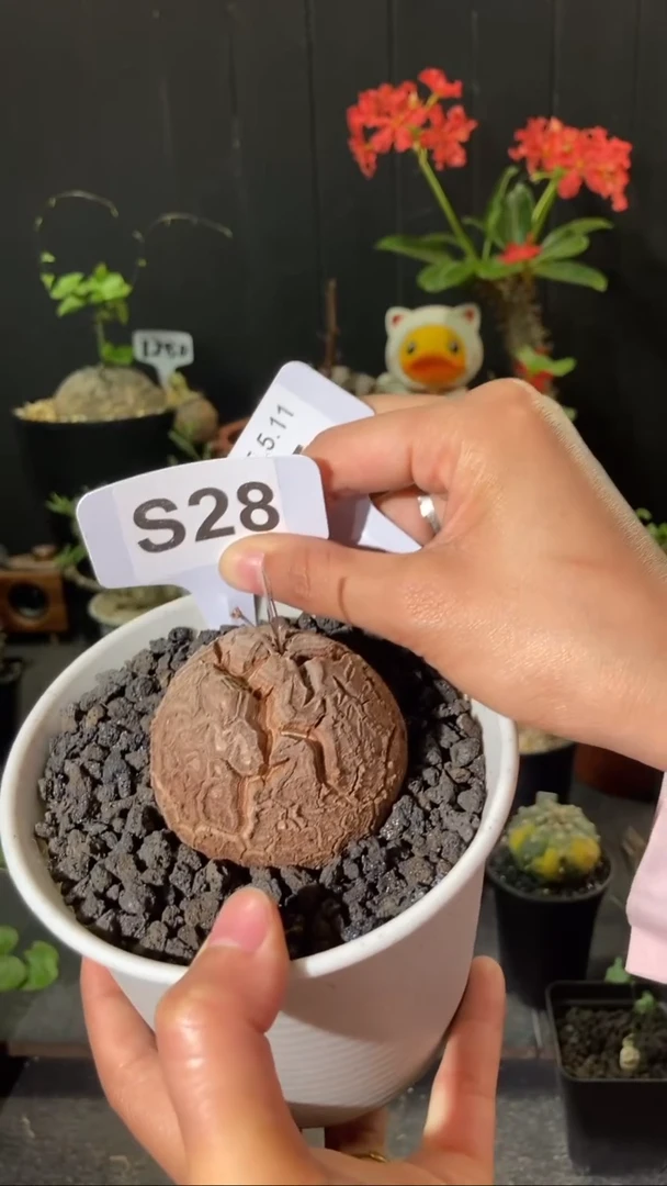 S28 号5.11 福利南非龟甲龙