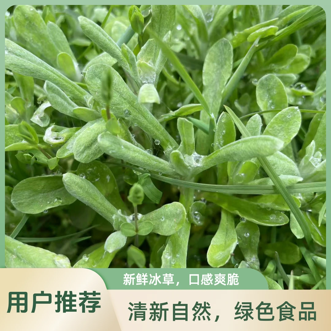 野生曲鼠草/清明草 水面花 可做清明团子 水面花粑粑