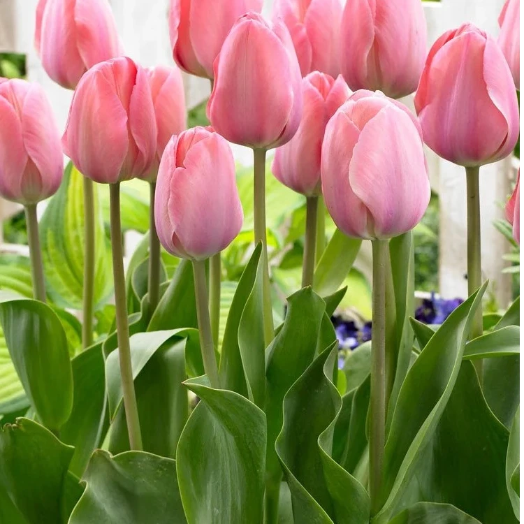 【王安官方店】高品质神秘范伊克郁金香基地直发高品质鲜切花鲜花