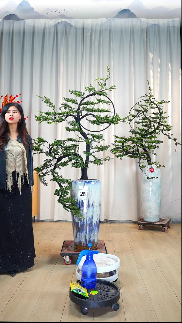 无花朵火*炮花好月圆小叶紫檀