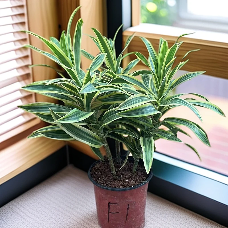 金边百合竹盆栽室内客厅桌面植物金心小盆栽耐寒老桩盆景四季好养