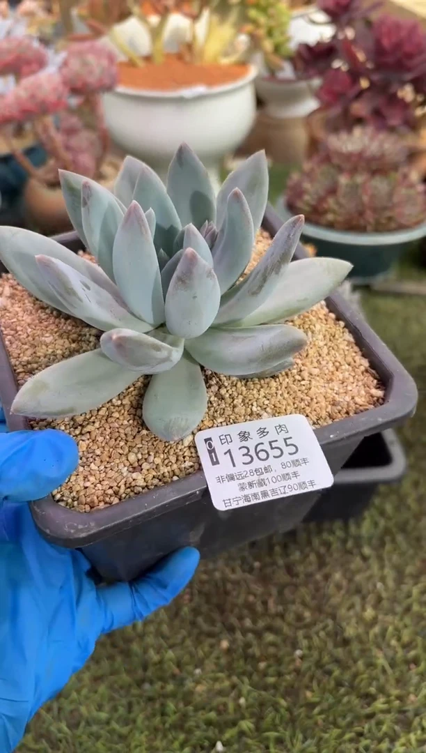 【闪购商品】13655