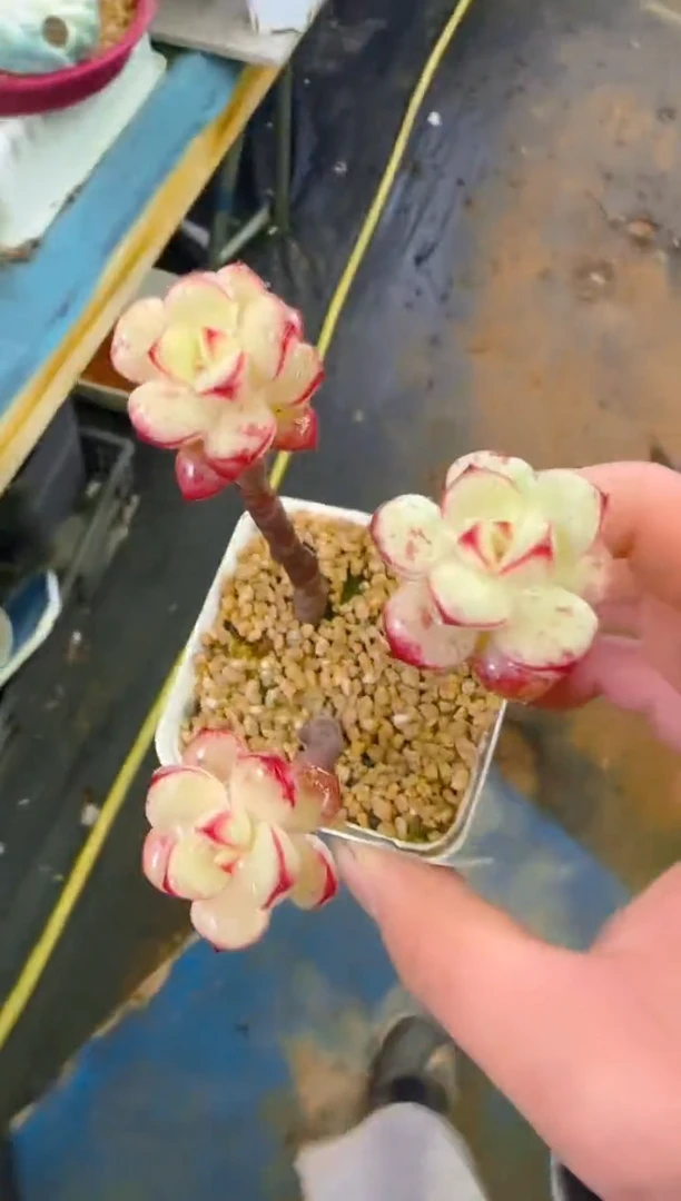 【闪购商品】喜—189—仙农（探戈）