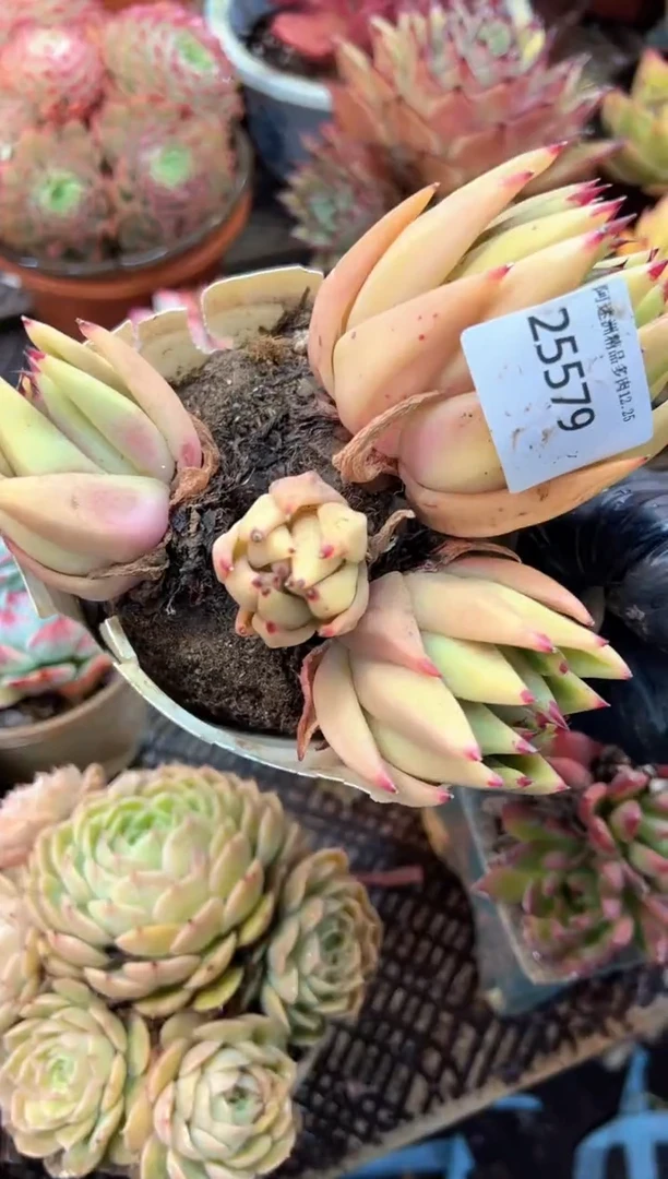 大****春多肉植物一物一拍25579