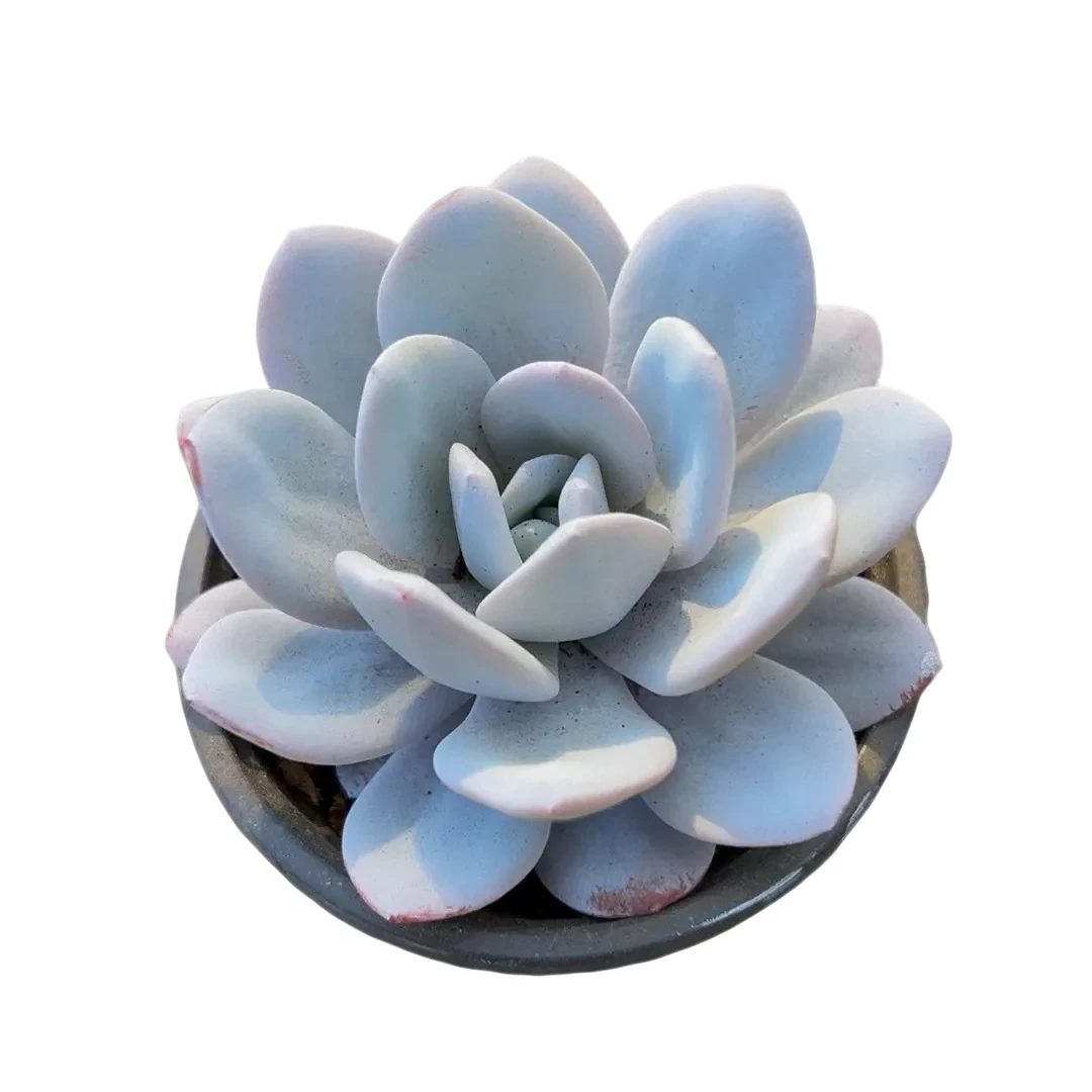 雪莲（多肉植物）满19.9包邮 云南基地源头直发新手好养