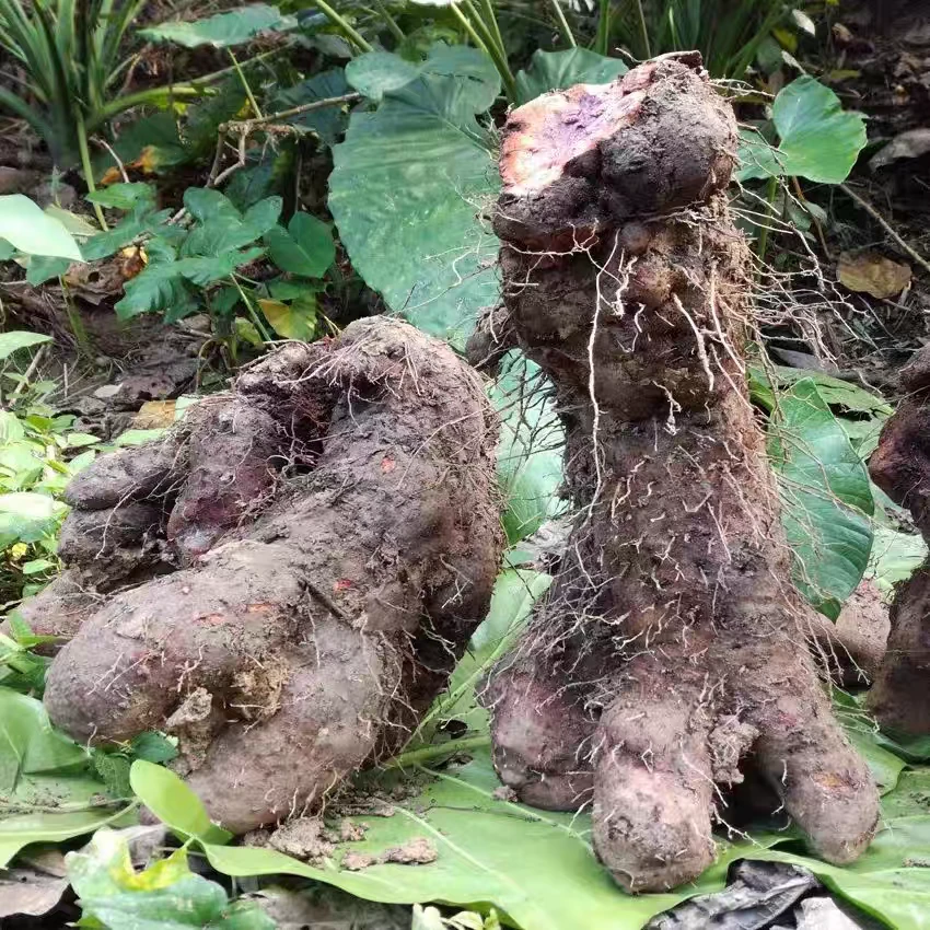 野生参薯天根脚板薯紫人参紫淮山药大薯紫薯毛薯新鲜蔬菜