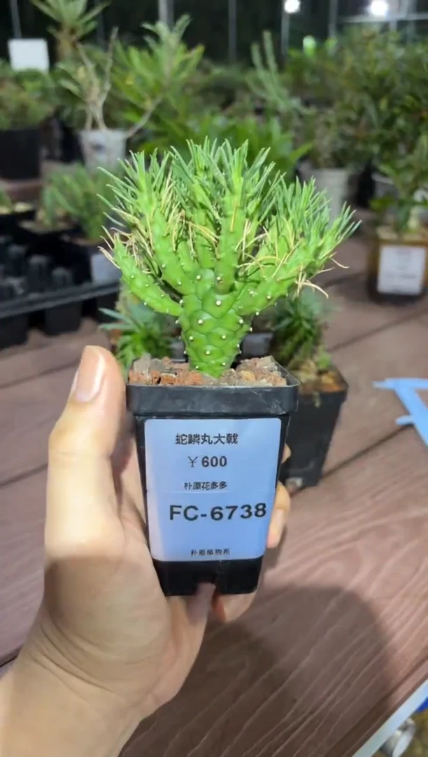 蛇鳞丸FC-6738