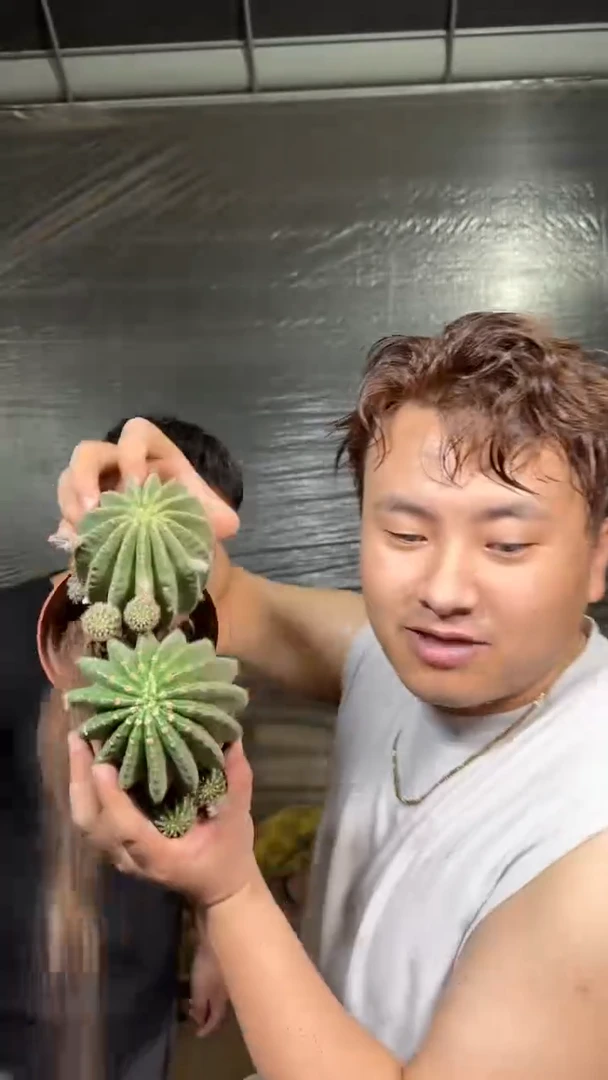 2颗 浓桃筋【带根】6-8cm