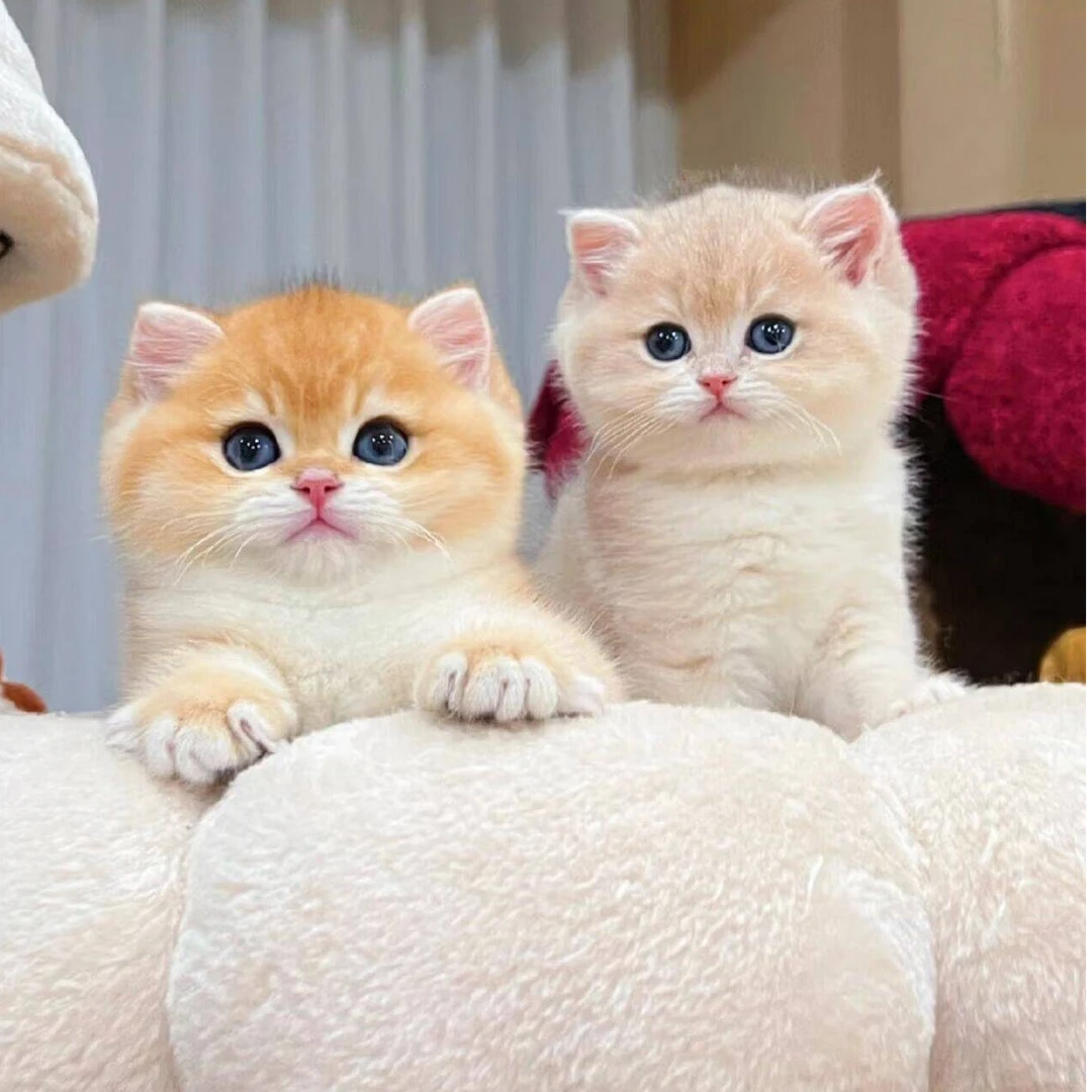 猫狗链接猫狗链接猫狗链接宠物直播