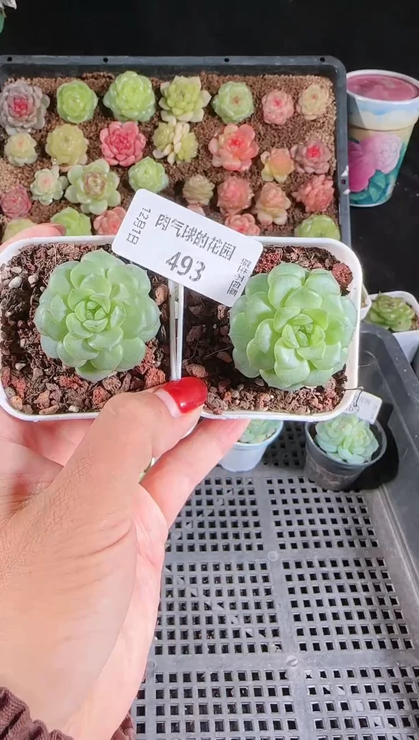 1201-493组合2颗多肉群生不包整