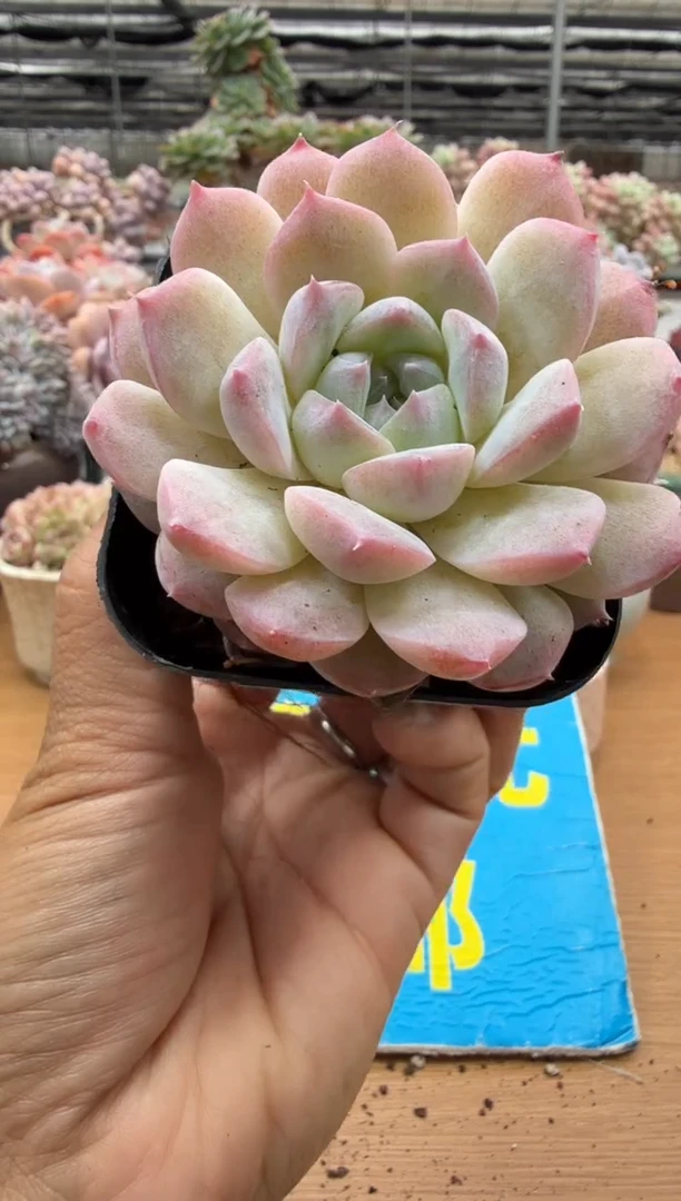 东云多肉园二店-300