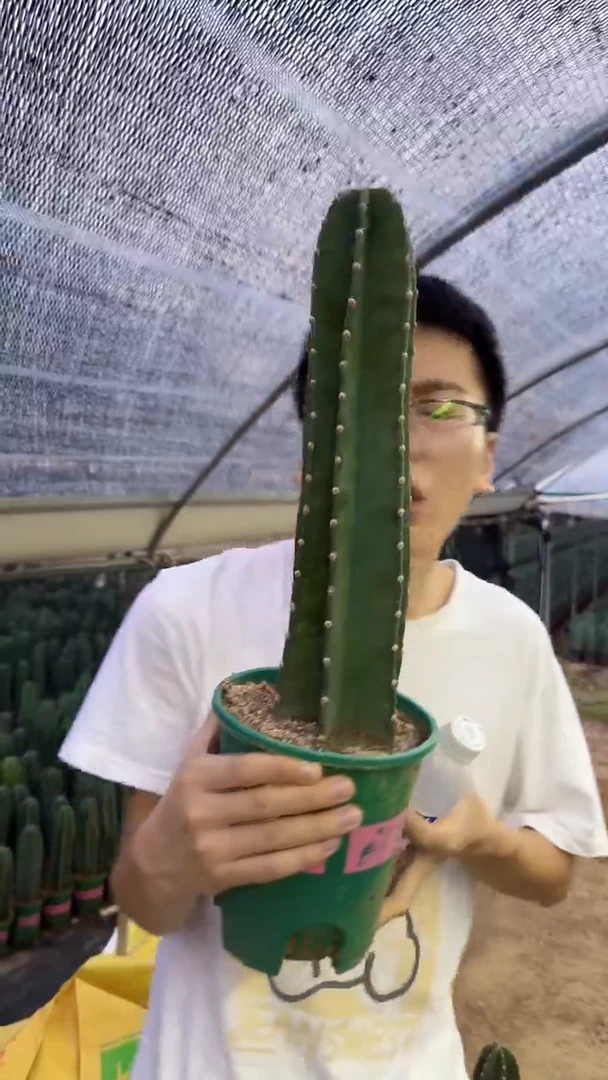 【带根】20cm 量天尺不带花苞仙人球