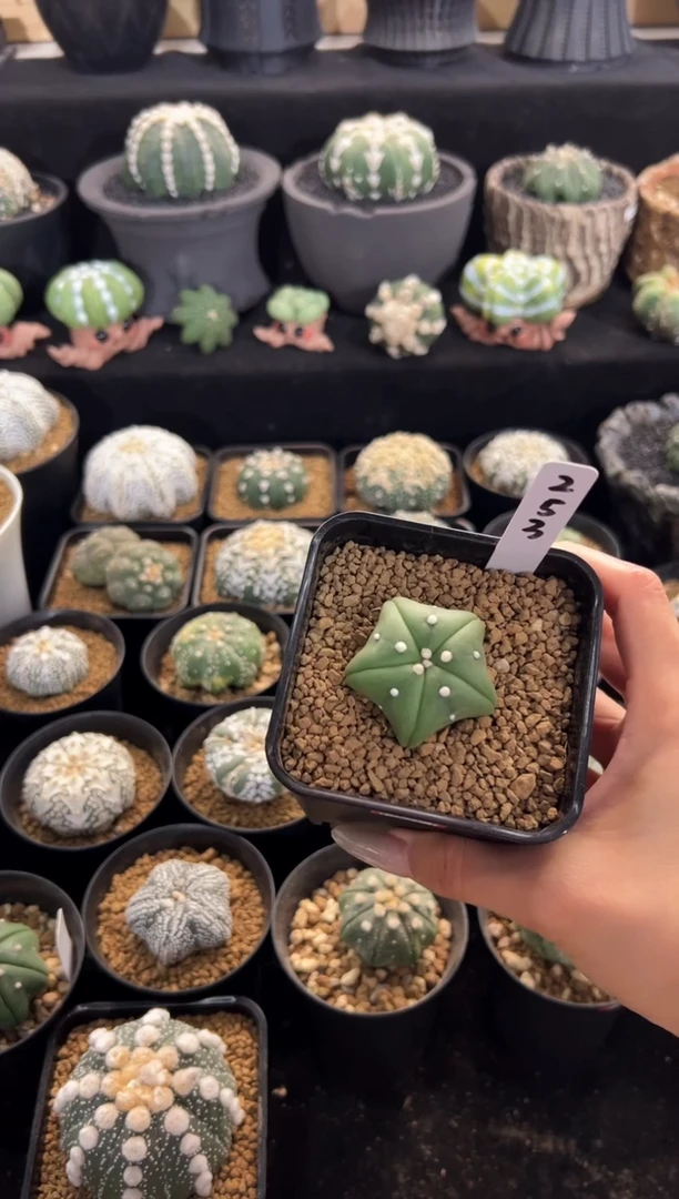 实生根星兜编码253