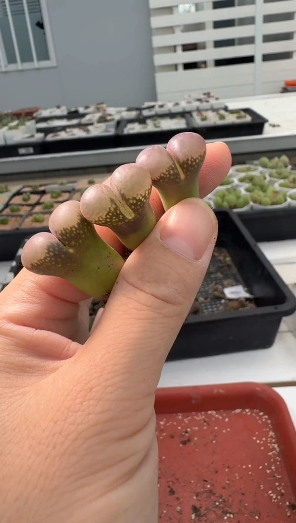 13-132多肉植物肉锥