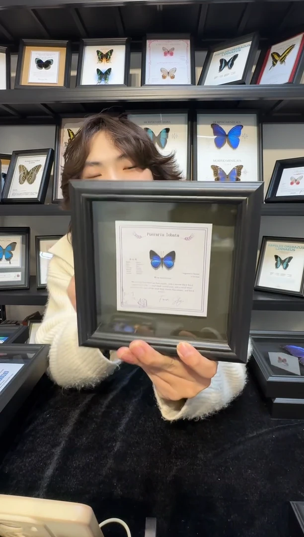 玻璃真实蝴蝶标本