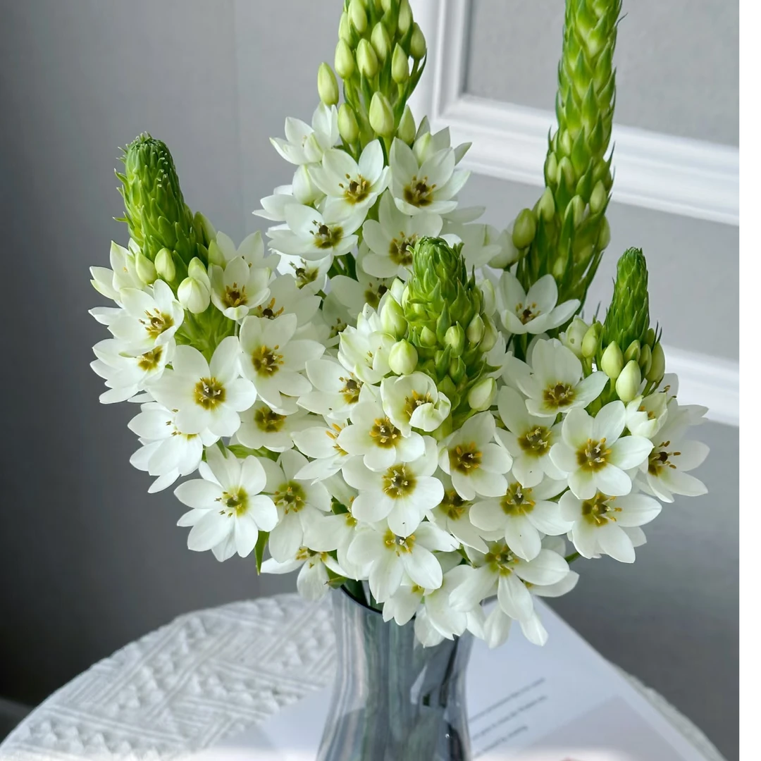 【圣心百合】拍二单升级发顺丰/京东 家用鲜花直播间现场直播卖花