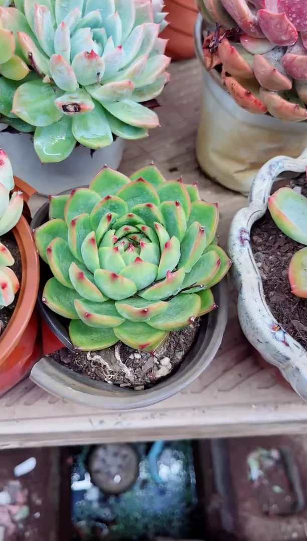 M**i25039多肉植物一物一拍