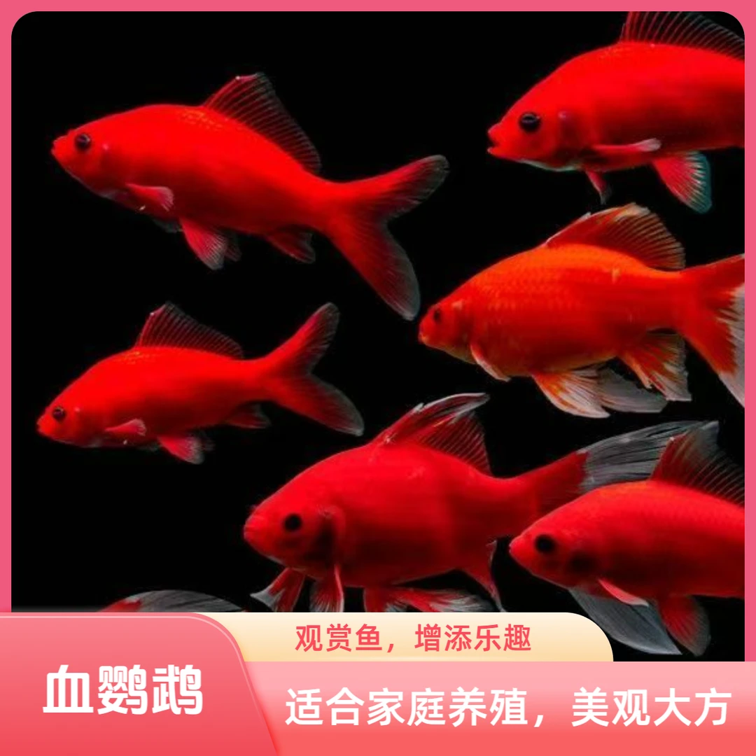 0号【开播福利】【5条血鹦鹉】8-10cm  活体 观赏鱼