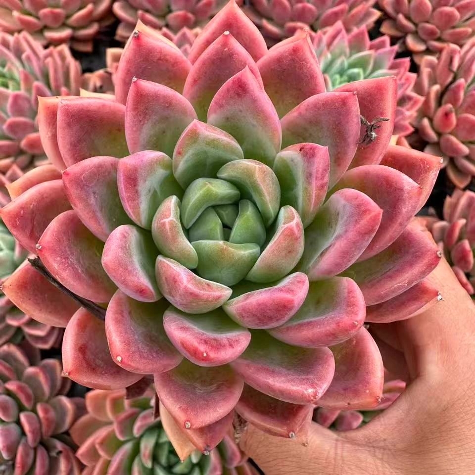 10#胭脂云多肉植物    前男友精品多肉