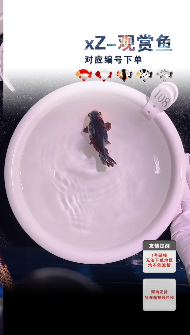 金鱼包装必拍未拍顺到付108号