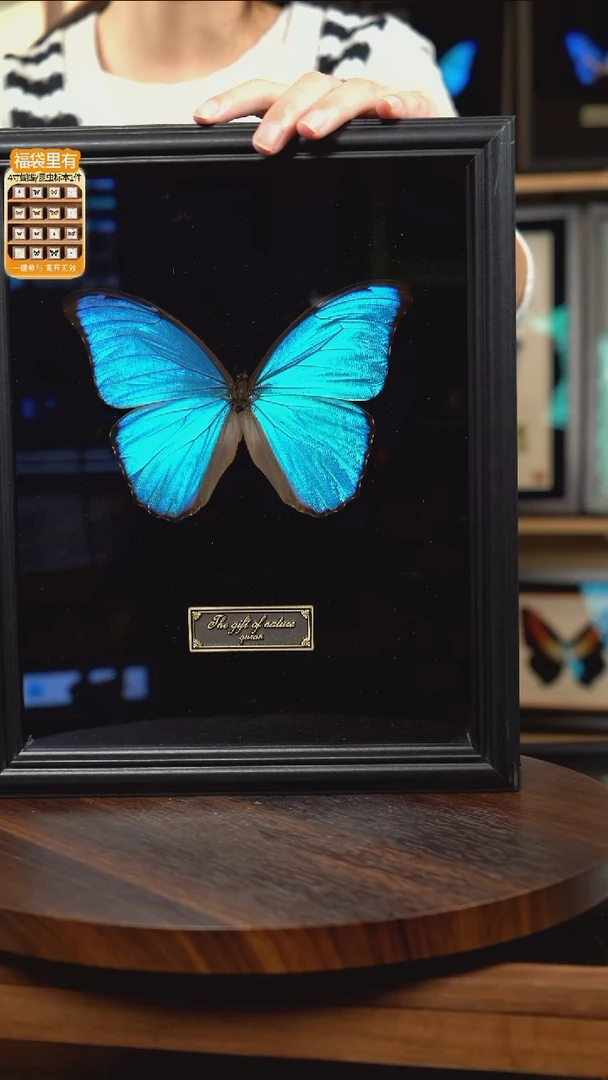 大蓝闪蝶黑绒底版10寸欧式框（带证书）