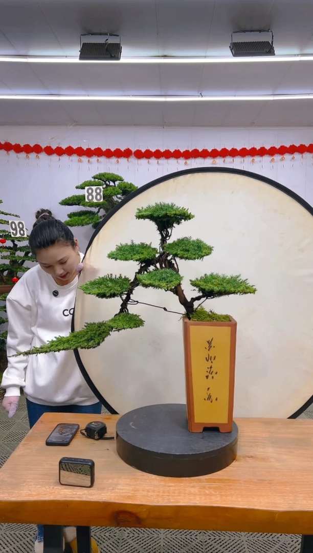 【闪购商品】盆景1