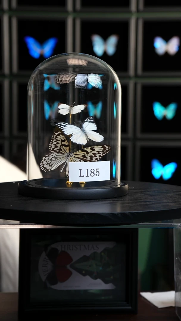 蝴蝶标本摆件竞拍L185