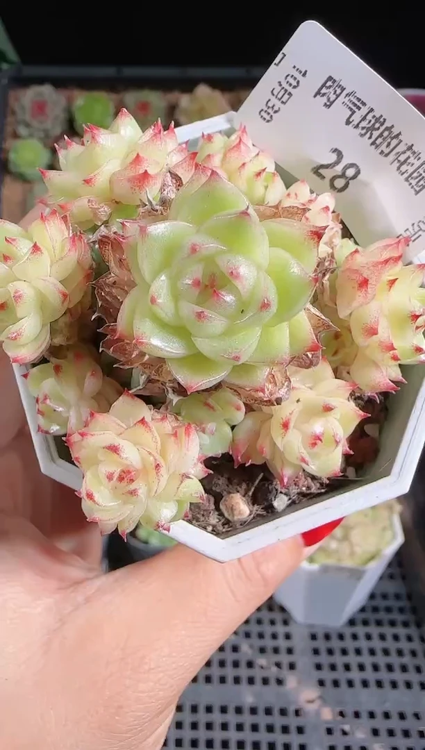 1030-28麦秆不包整哦