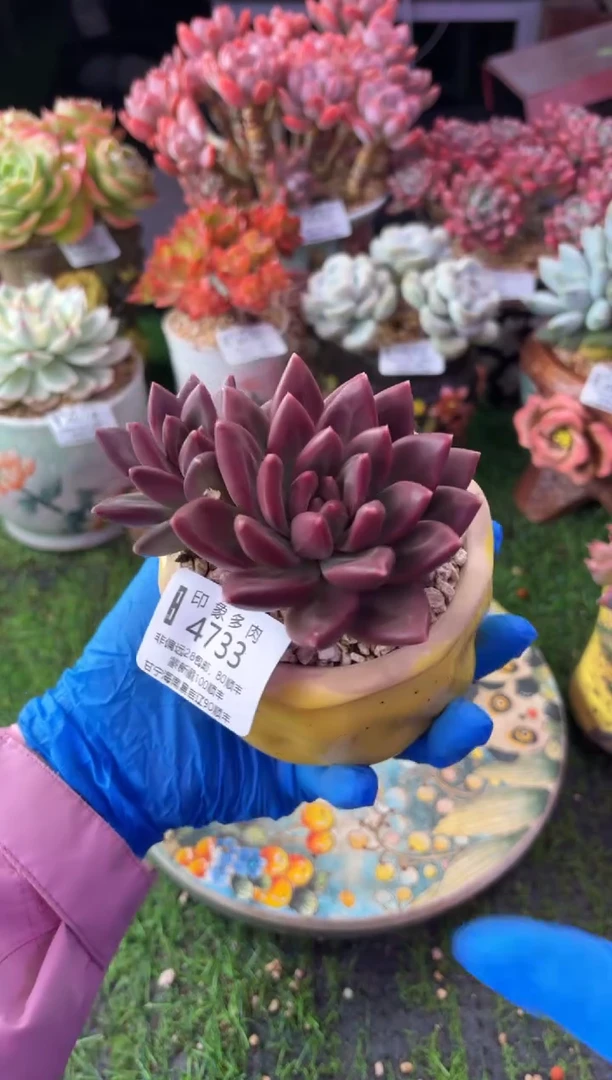 昆明印象多肉4733