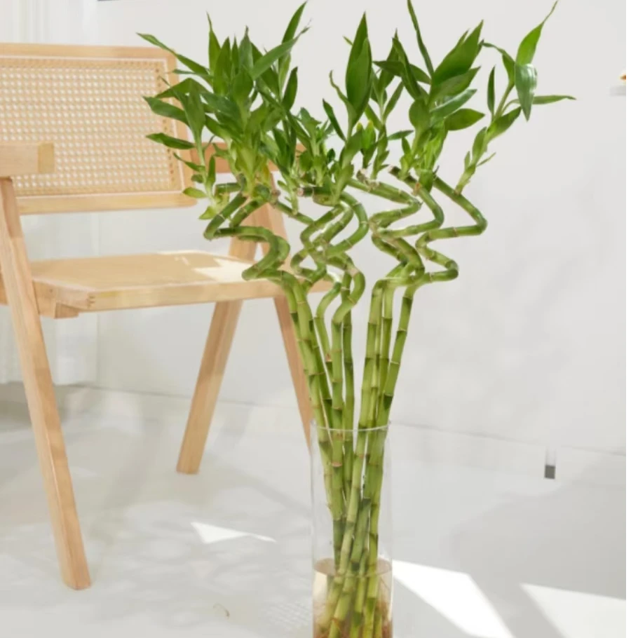 【次日达·转运竹】5支新年开运竹鲜切花生活鲜花·全场两单顺丰包邮