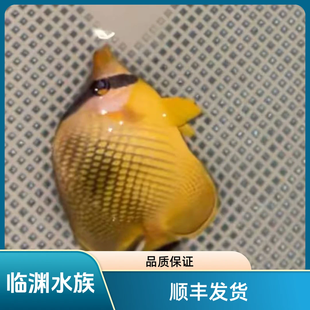 网格蝶  海水鱼  开箱报损