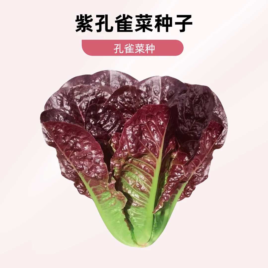 【拍2送1】紫孔雀菜种子 家庭种植 可盆栽可地栽