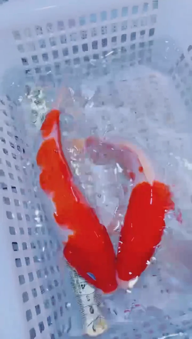 锦鲤血统锦鲤全场包邮111