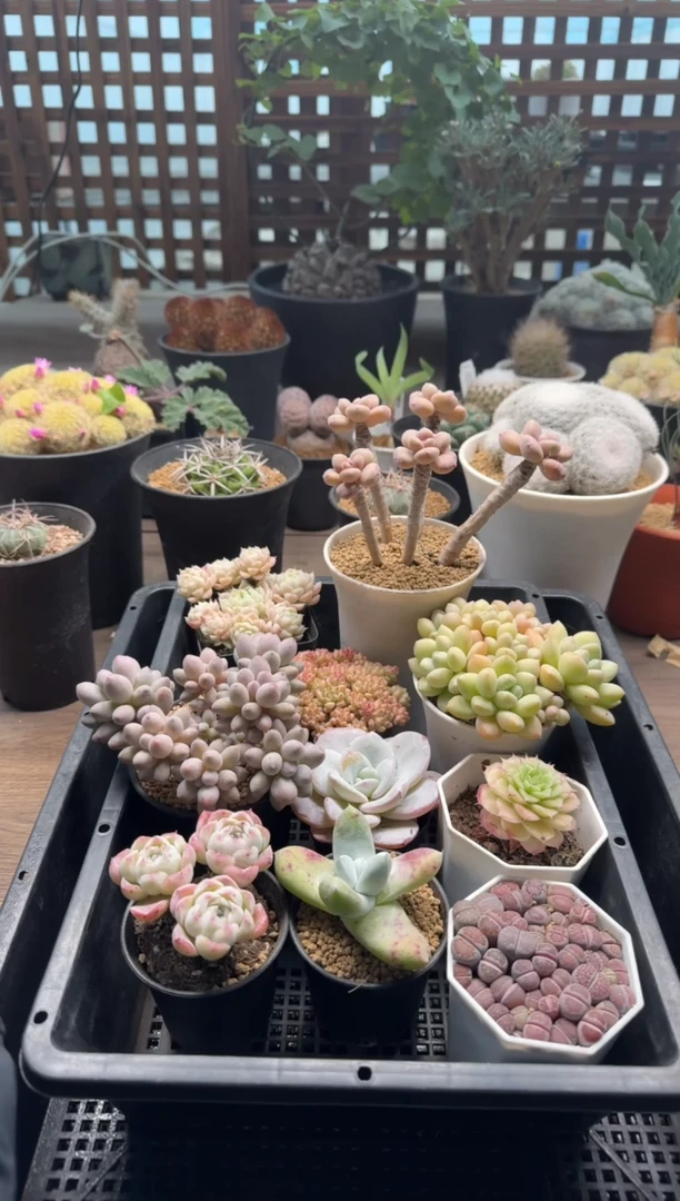 【闪购商品】10颗景天打包出（不售后）