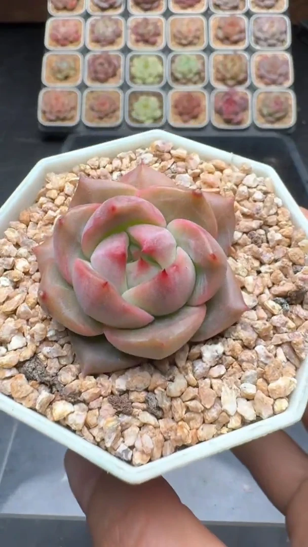 【闪购商品】258号珍妮多肉一物一拍3单包邮