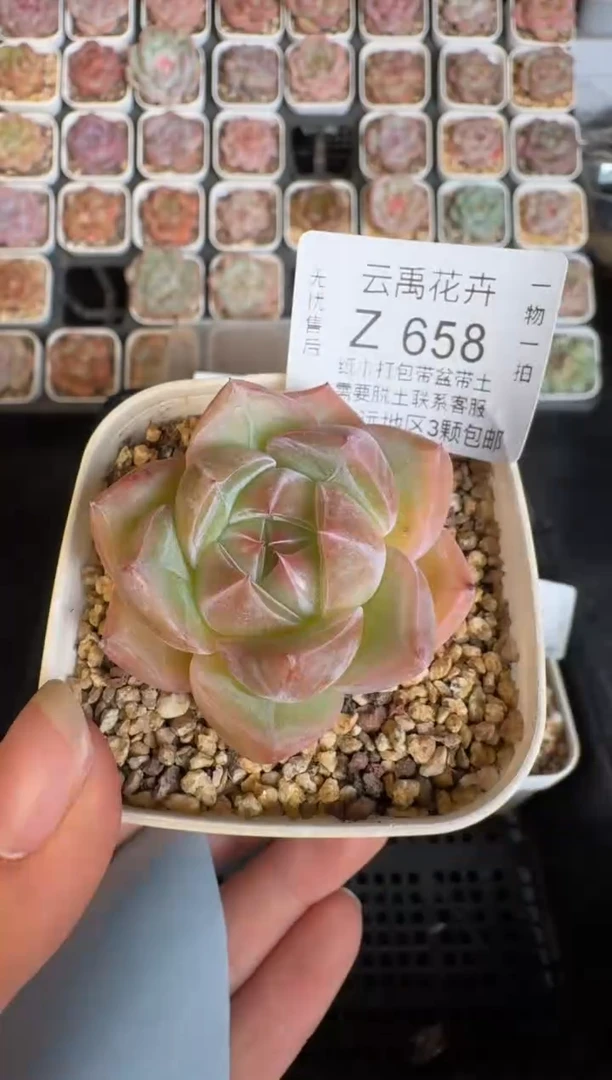 658Z 珍妮多肉(6.5cm杯）一物一拍 带盆土发