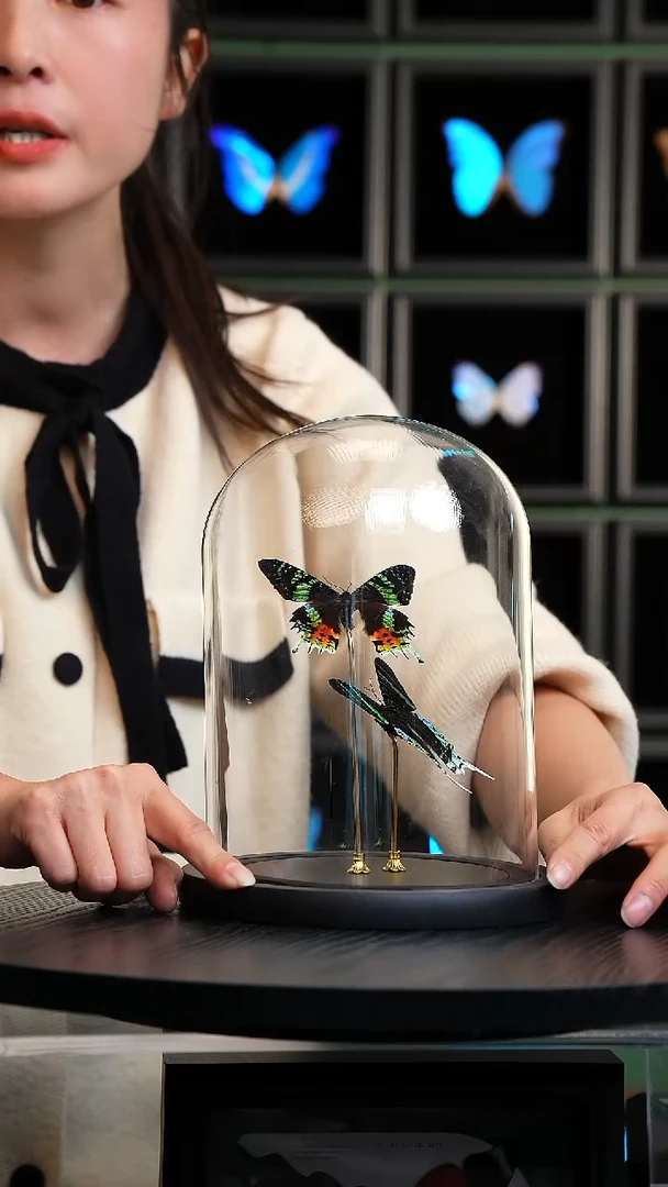 太阳蛾+月亮蛾大号玻璃罩