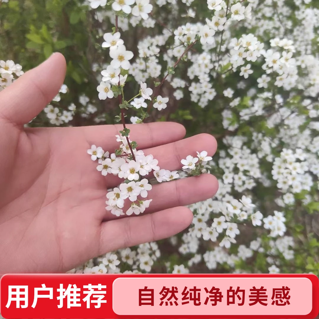 水培雪柳鲜切枝带花苞发货干枝花遇水开花清香型植物年宵花卉室内