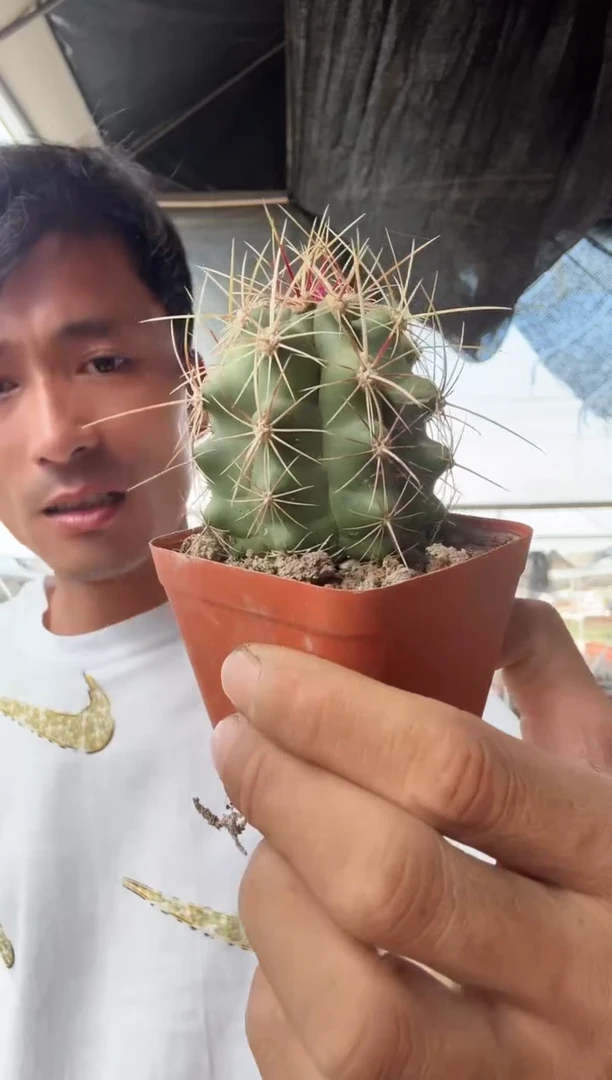 实生大统领9.99